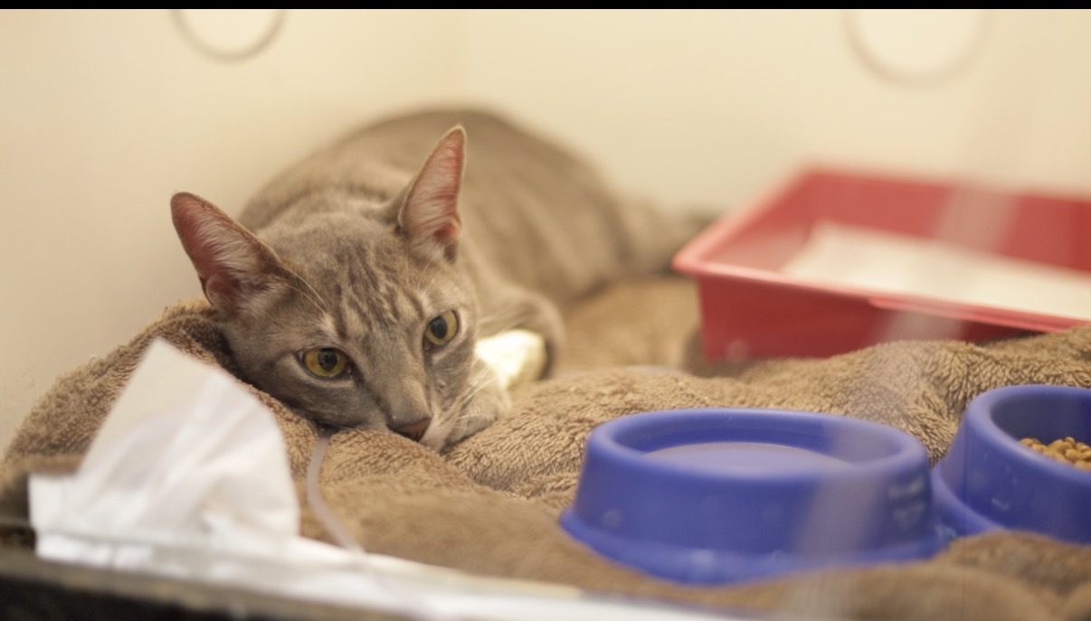 Gato descansando sobre manta em ambiente de cuidado